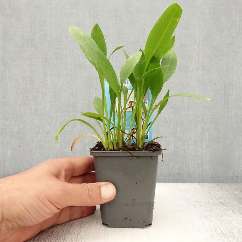 Amostra de Sagitária graminea Vaso de 8/9 cm tal como entregue no verão