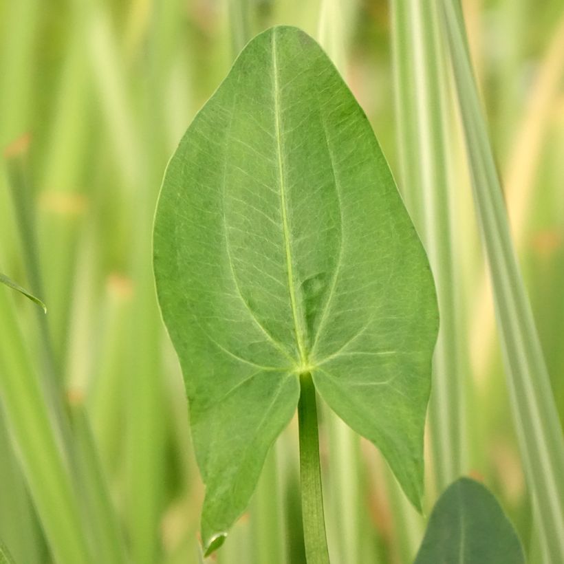 Sagitária latifolia (Folhagem)