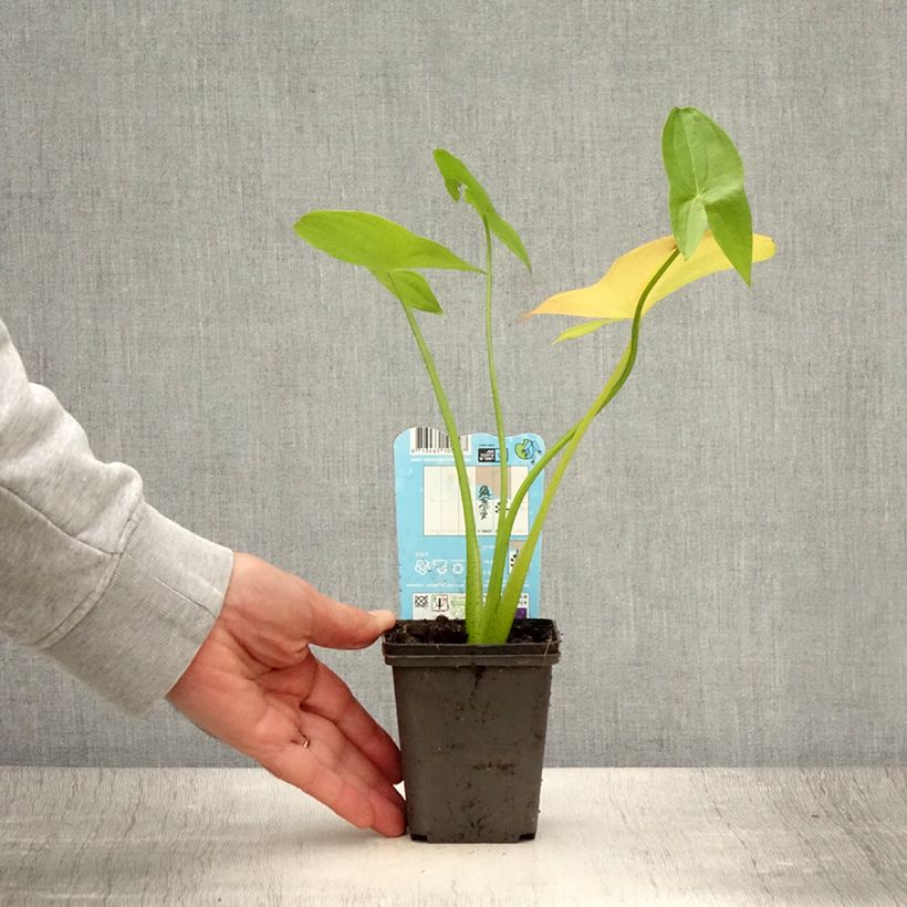 Amostra de Sagitária latifolia Vaso de 8/9 cm tal como entregue no verão