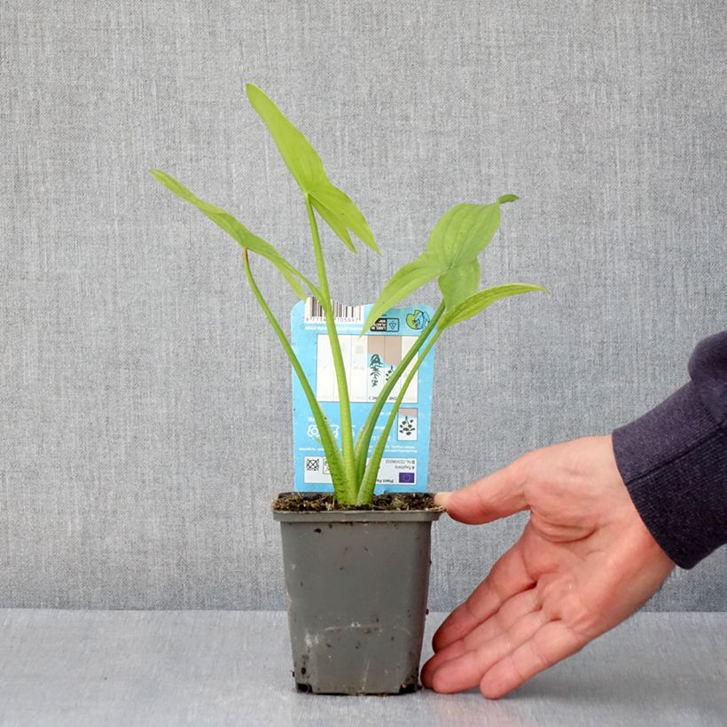 Amostra de Sagittaria latifolia - Sagittaire à larges feuilles Godet de 8/9 cm tal como entregue na primavera