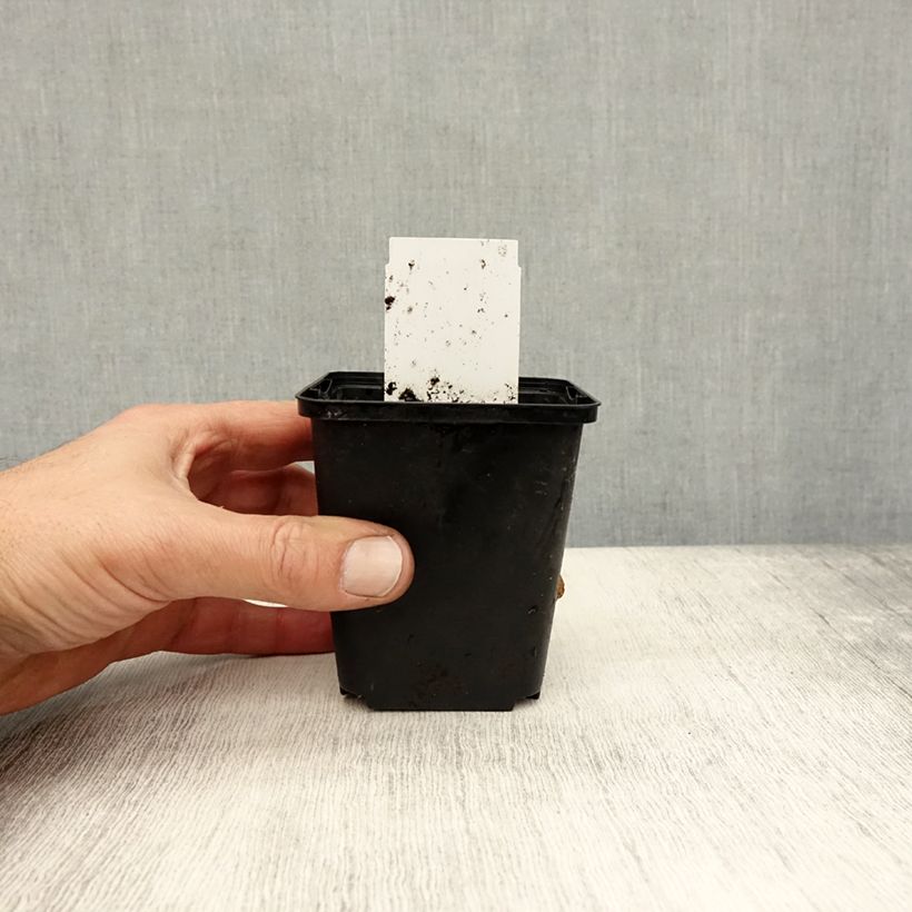 Amostra de Sagitária sagittifolia Vaso de 8/9 cm tal como entregue no outono