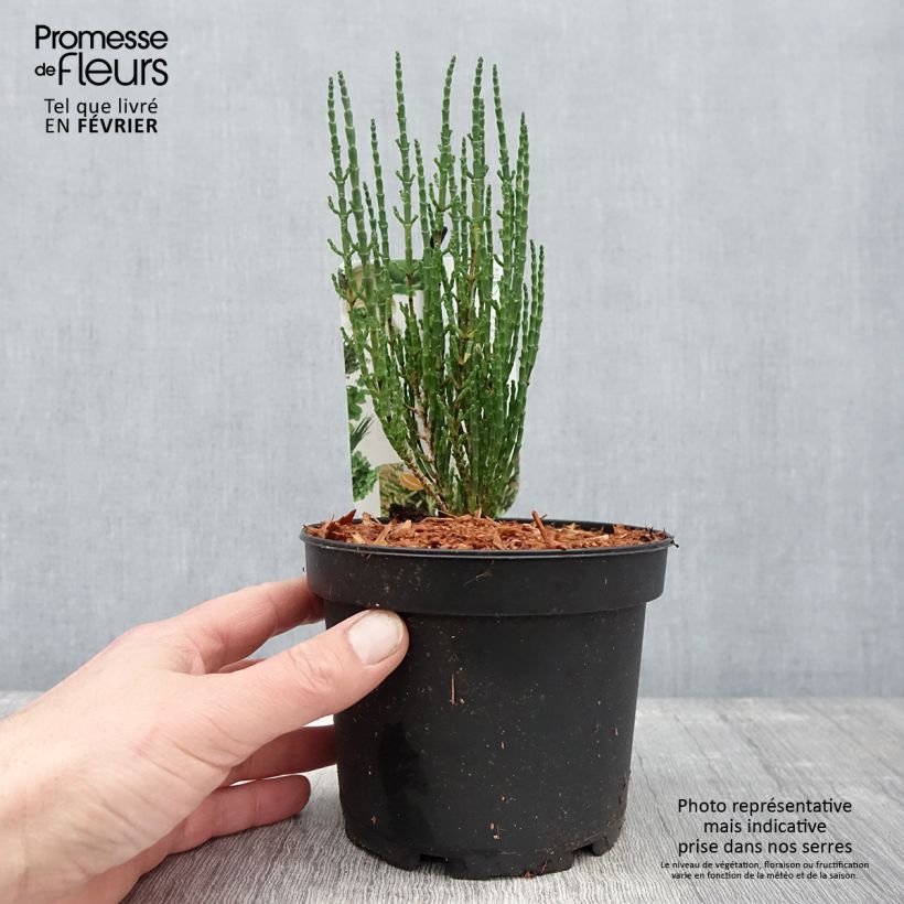 Amostra de Salicorne d'Europe, Cornichon de mer - Salicornia europaea Vaso de 2 L/3 L tal como entregue no inverno