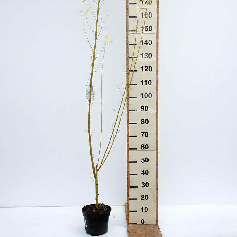 Amostra de Salgueiro-branco Golden Ness - Salix alba Vaso de 4 L/5 L tal como entregue no outono