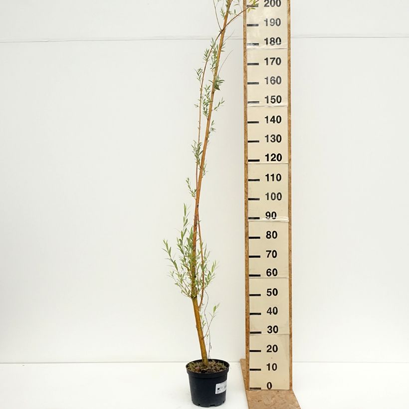 Amostra de Salix alba Golden Ness - Saule blanc à bois doré  Vaso de 4 L/5 L tal como entregue no verão