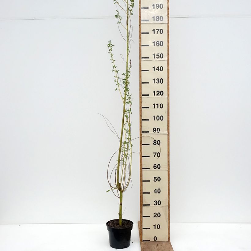 Amostra de Salgueiro-branco Golden Ness - Salix alba Vaso de 4 L/5 L tal como entregue na primavera