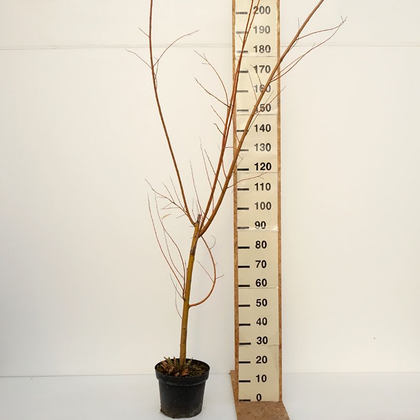 Amostra de Salgueiro-branco Strachowo - Salix alba Vaso de 7,5 L/10 L tal como entregue no outono