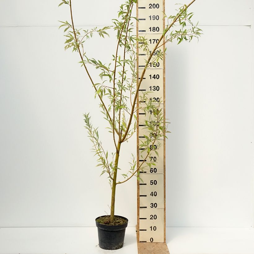 Amostra de Salgueiro-branco Strachowo - Salix alba Vaso de 7,5 L/10 L tal como entregue no verão