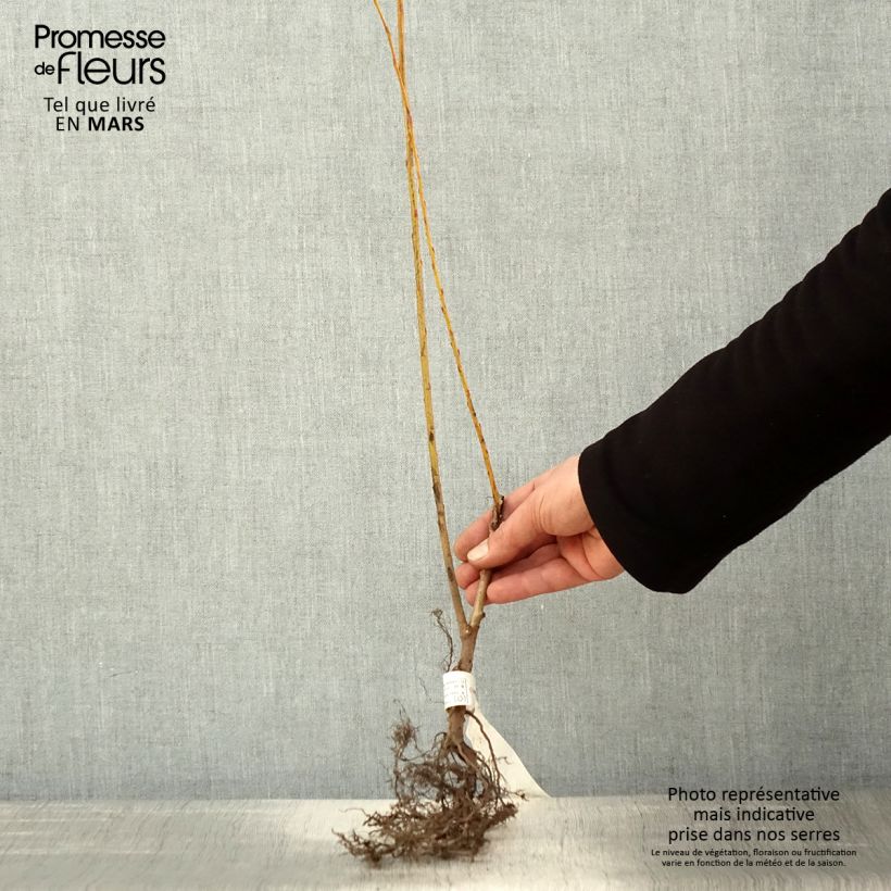 Amostra de Salix alba var. Vitellina - Salgueiro-branco Raízes nuas tal como entregue na primavera