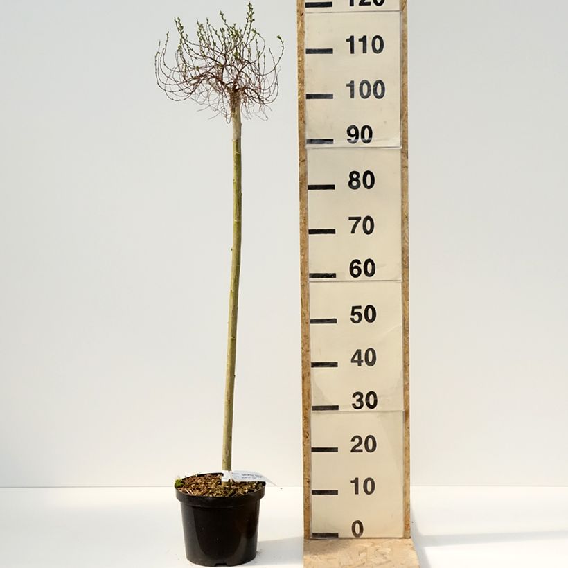 Amostra de Salix artica Yalta - Saule arctique Pot de 4L/5L tal como entregue na primavera
