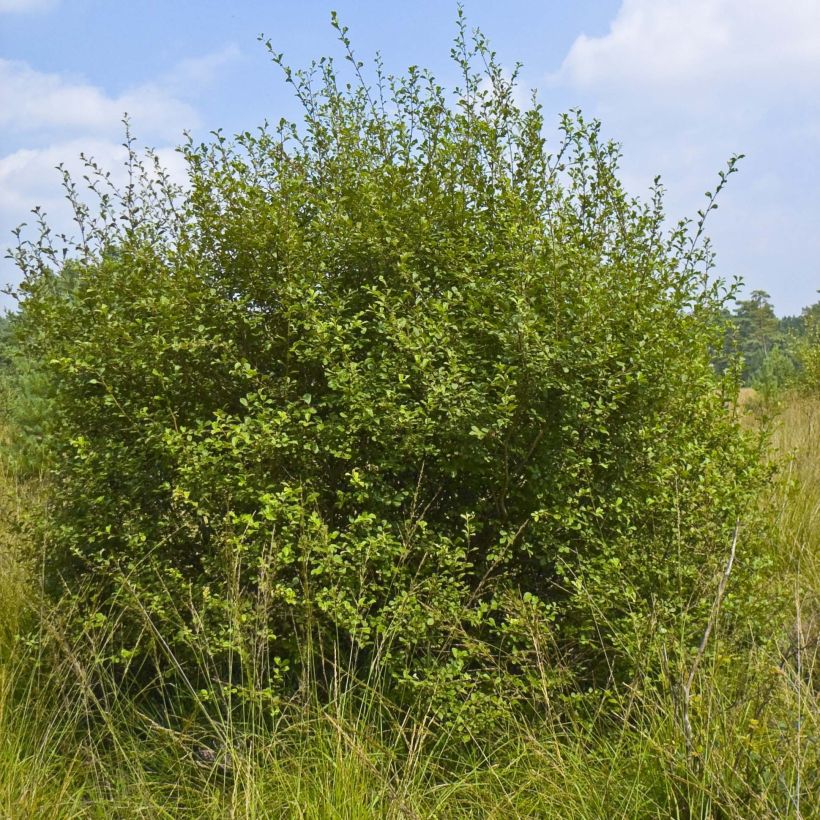 Salix aurita - Salgueiro (Hábito)