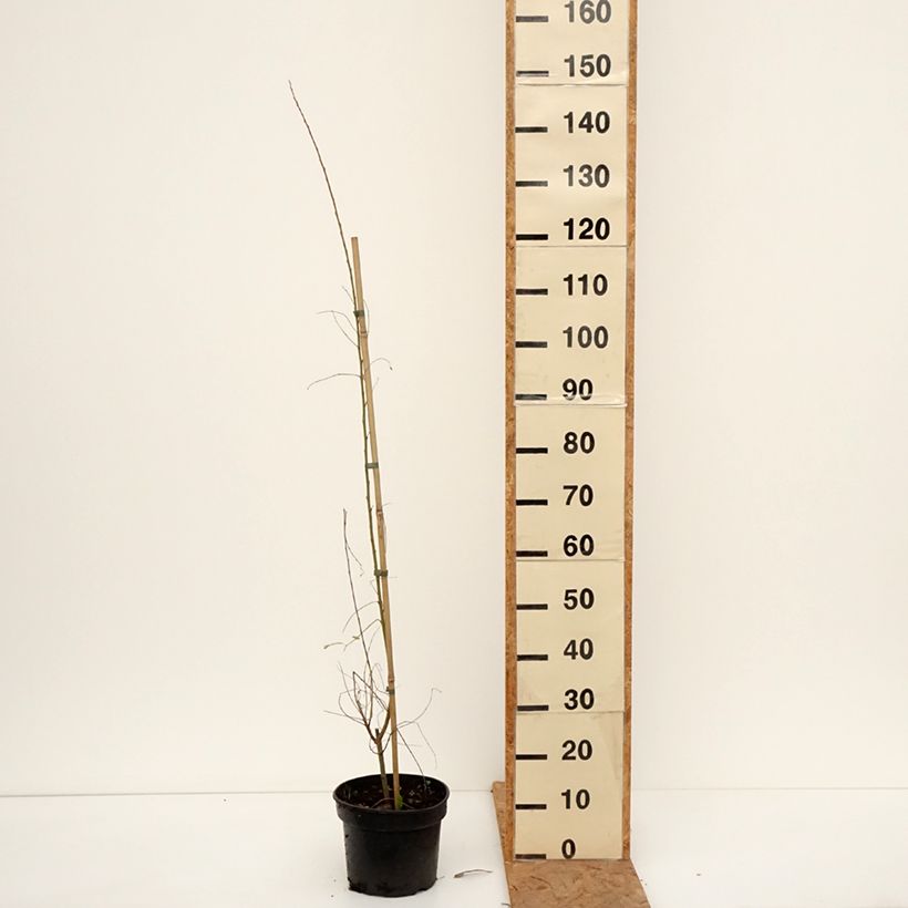 Amostra de Salix aurita Büchelberg - Saule à oreillettes, Petit marsault Pot de 4L/5L tal como entregue no outono