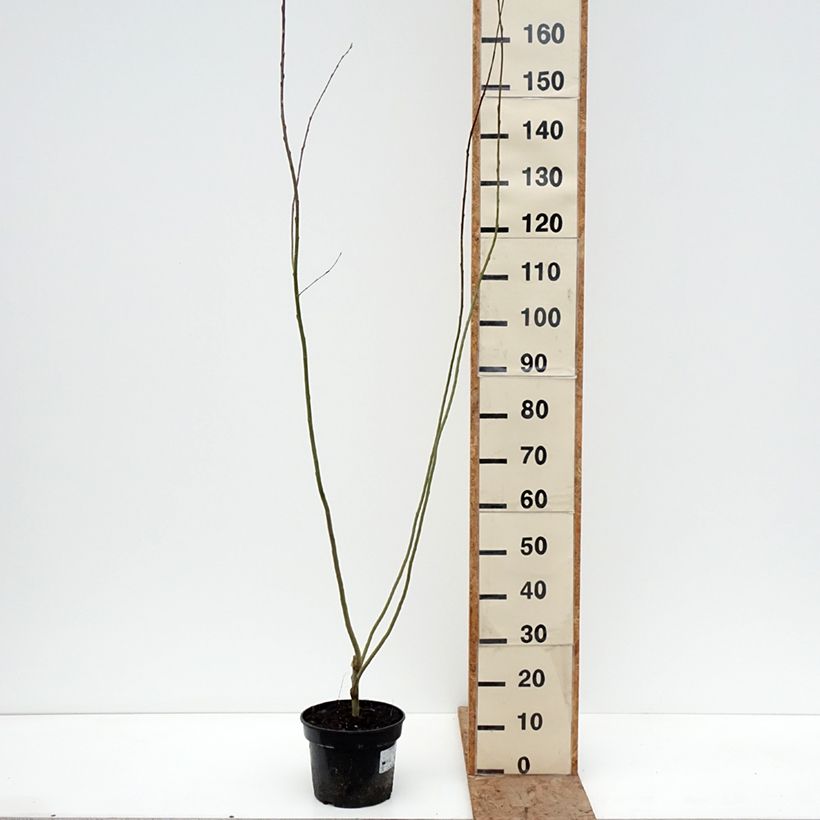Amostra de Salix aurita Büchelberg - Salgueiro Vaso de 4 L/5 L tal como entregue no inverno