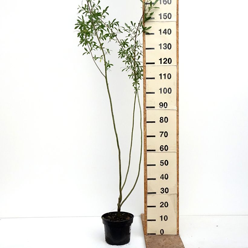 Amostra de Salix aurita Büchelberg - Salgueiro Vaso de 4 L/5 L tal como entregue na primavera