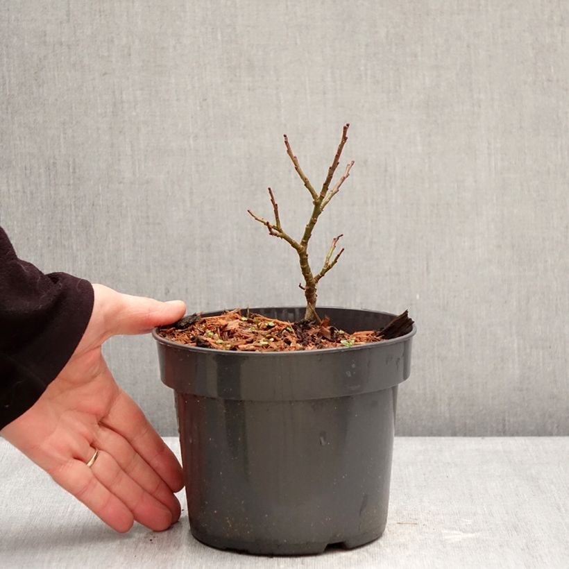 Amostra de Salix Boydii - Salgueiro Vaso de 2 L/3 L tal como entregue no inverno