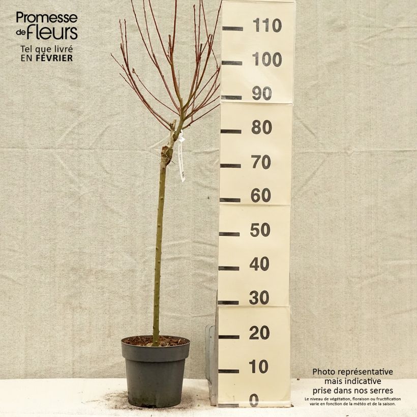 Amostra de Salix caprea Gold-Bienenkätzchen - Saule marsault Vaso de 3 L/4 L tal como entregue no inverno