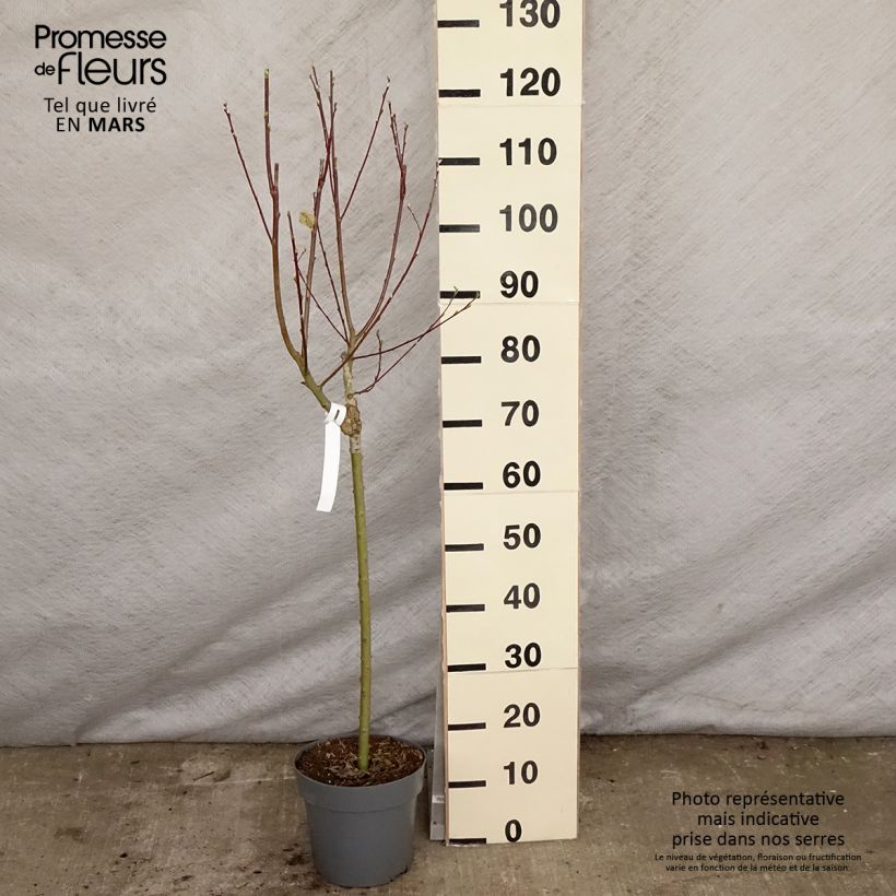 Amostra de Borrazeira-negra Gold-Bienenkätzchen - Salix caprea Vaso de 3 L/4 L tal como entregue na primavera