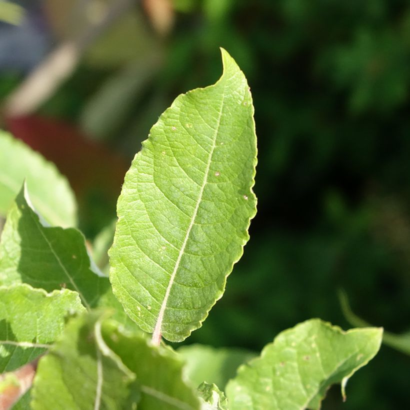 Borrazeira-negra Gold-Bienenkätzchen - Salix caprea (Folhagem)