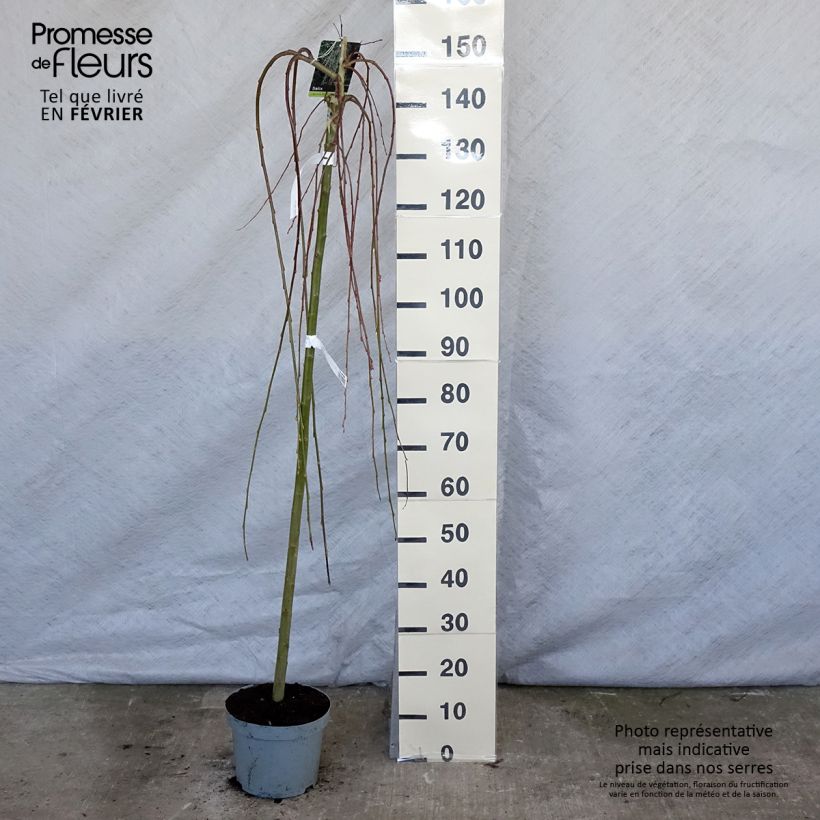 Amostra de Borrazeira-negra Kilmarnock - Salix caprea Vaso de 4 L/5 L tal como entregue no inverno