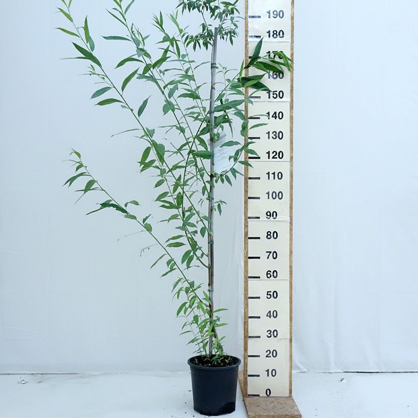 Amostra de Borrazeira-negra - Salix caprea Vaso de 7,5 L/10 L tal como entregue no verão