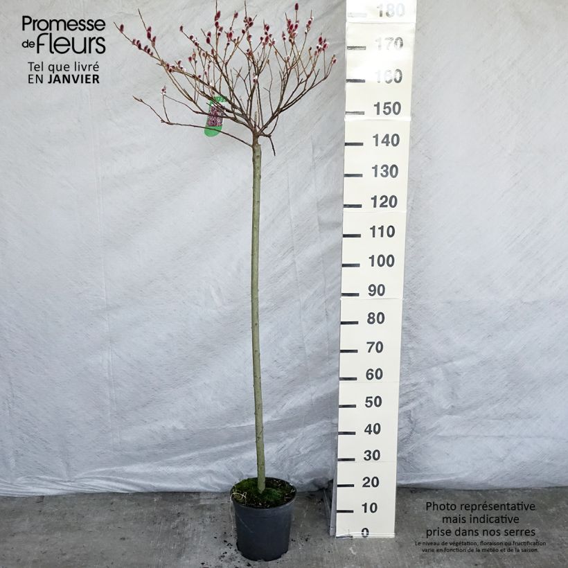Amostra de Salix chaenomeloides Mount Aso - Salgueiro Vaso de 6 L/7 L tal como entregue no inverno
