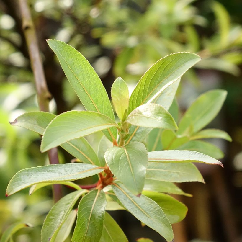 Salix chaenomeloides Mount Aso - Salgueiro (Folhagem)