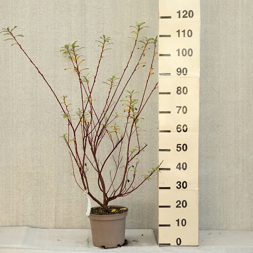 Amostra de Salix chaenomeloides Mount Aso - Salgueiro Vaso de 4 L/5 L tal como entregue no outono
