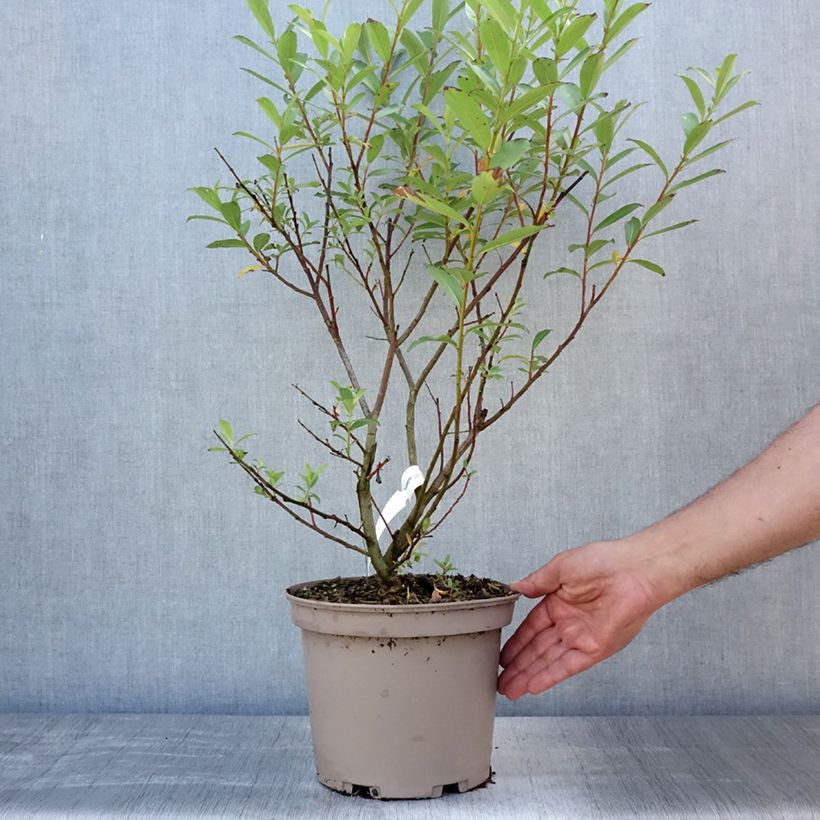 Amostra de Salix chaenomeloides Mount Aso - Salgueiro Vaso de 4 L/5 L tal como entregue no verão