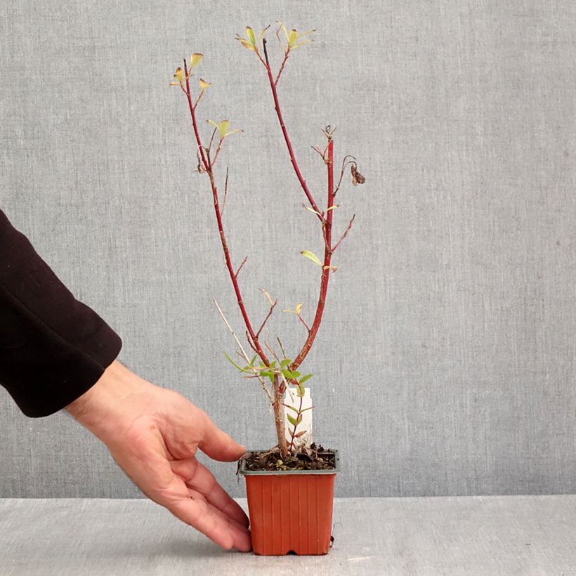 Amostra de Salix chaenomeloides Mount Aso - Salgueiro Vaso de 8/9 cm tal como entregue no outono
