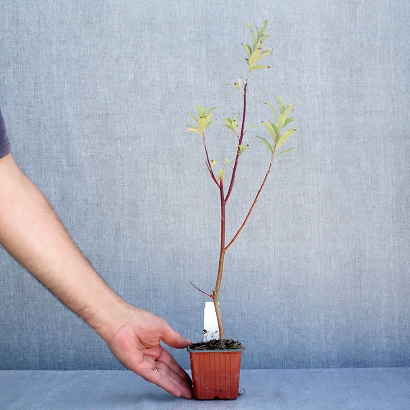 Amostra de Salix chaenomeloides Mount Aso - Salgueiro Vaso de 8/9 cm tal como entregue no verão