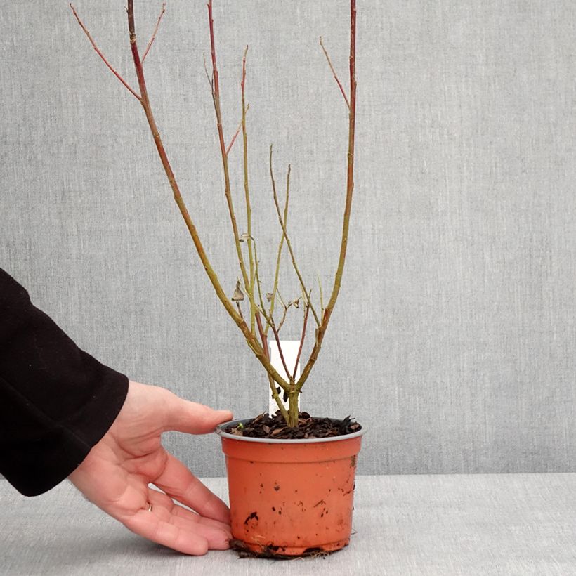 Amostra de Salix chaenomeloides Mount Aso - Salgueiro Vaso de 8/9 cm tal como entregue no inverno