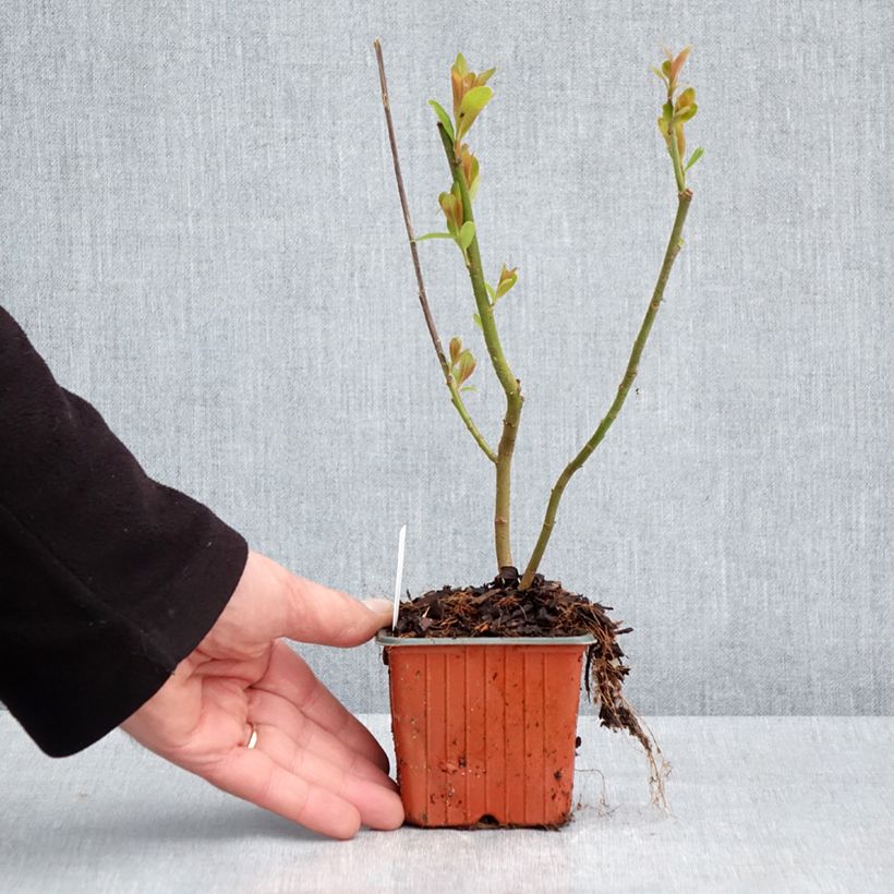 Amostra de Salix chaenomeloides Mount Aso - Salgueiro Vaso de 8/9 cm tal como entregue na primavera