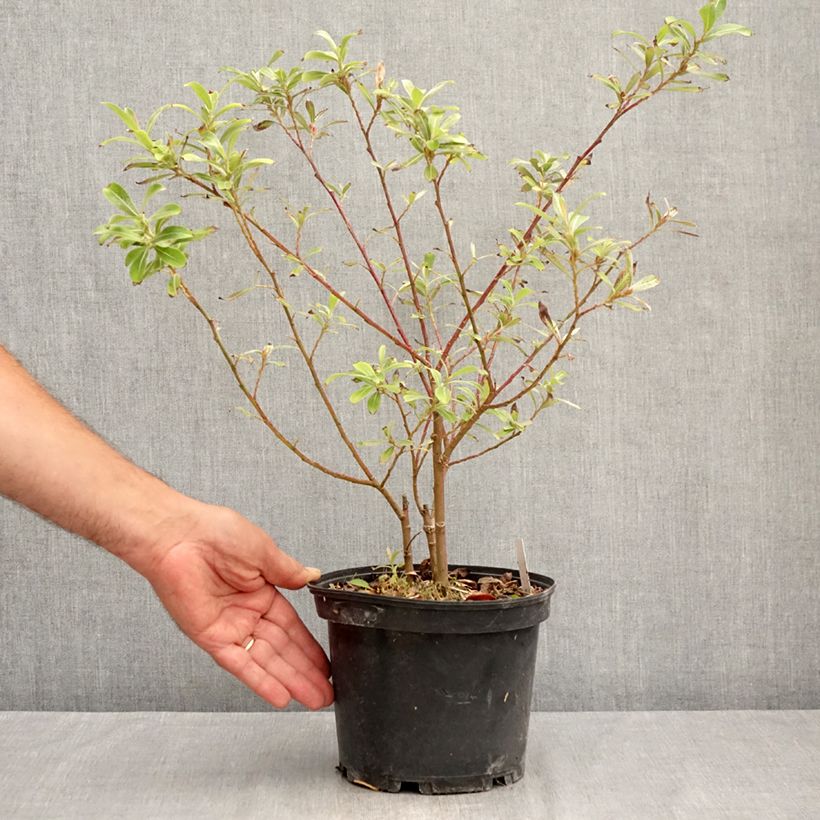Amostra de Salix chaenomeloides Mount Aso - Salgueiro Vaso de 2 L/3 L tal como entregue no verão
