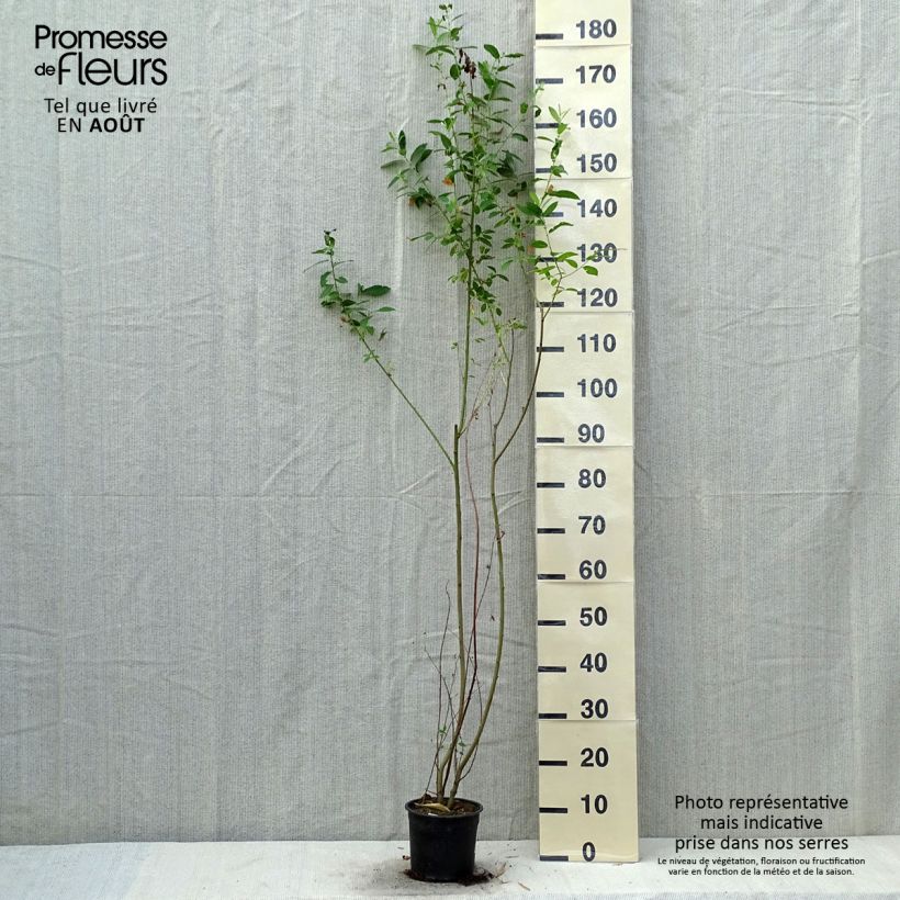Amostra de Salix cinerea - Salgueiro-cinzento Vaso de 2 L/3 L tal como entregue no verão