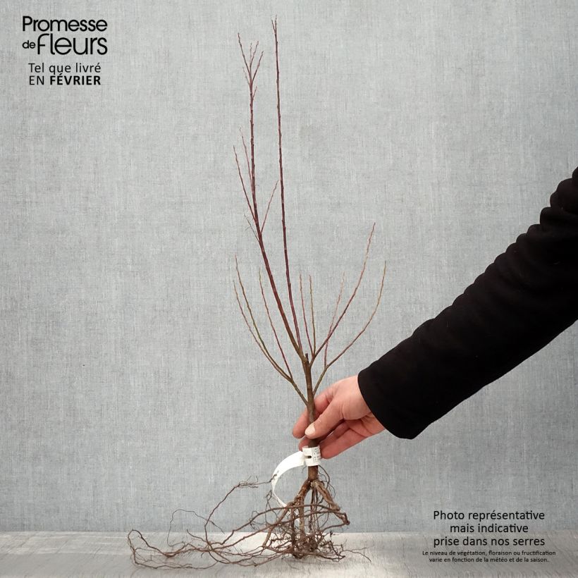 Amostra de Salix elaeagnos Angustifolia - Saule à feuilles d'argousier Petites Racines nues tal como entregue no inverno
