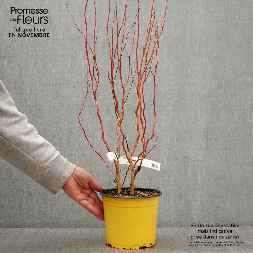 Amostra de Salix erythroflexuosa - Salgueiro tortuoso Vaso de 3 L/4 L tal como entregue no outono