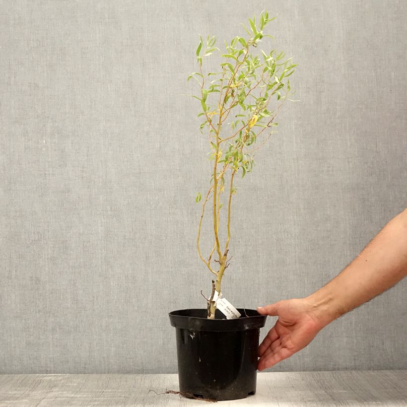 Amostra de Salix erythroflexuosa - Salgueiro tortuoso Vaso de 3 L/4 L tal como entregue no verão