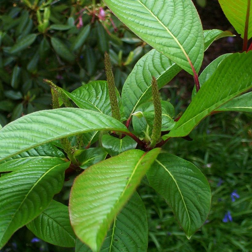 Salix fargesii - Salgueiro (Folhagem)
