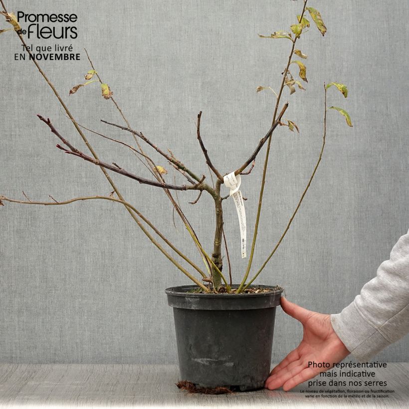 Amostra de Salix fargesii - Salgueiro Vaso de 4 L/5 L tal como entregue no outono