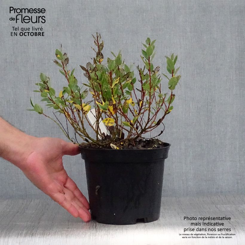 Amostra de Salix hastata Wehrhahnii - Salgueiro Vaso de 2 L/3 L tal como entregue no outono