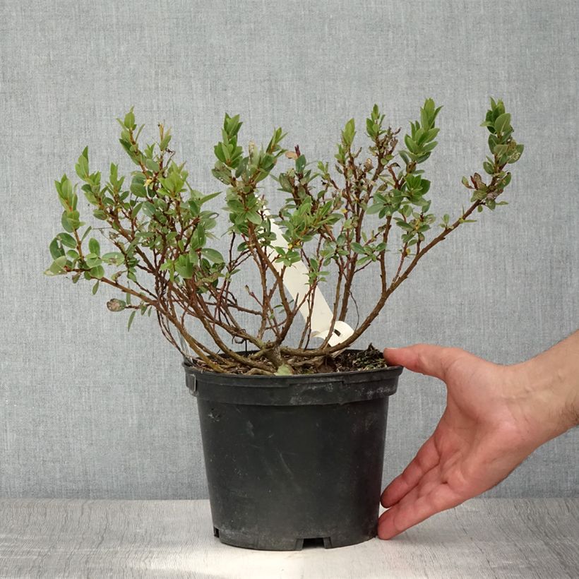Amostra de Salix hastata Wehrhahnii - Salgueiro Vaso de 2 L/3 L tal como entregue no verão