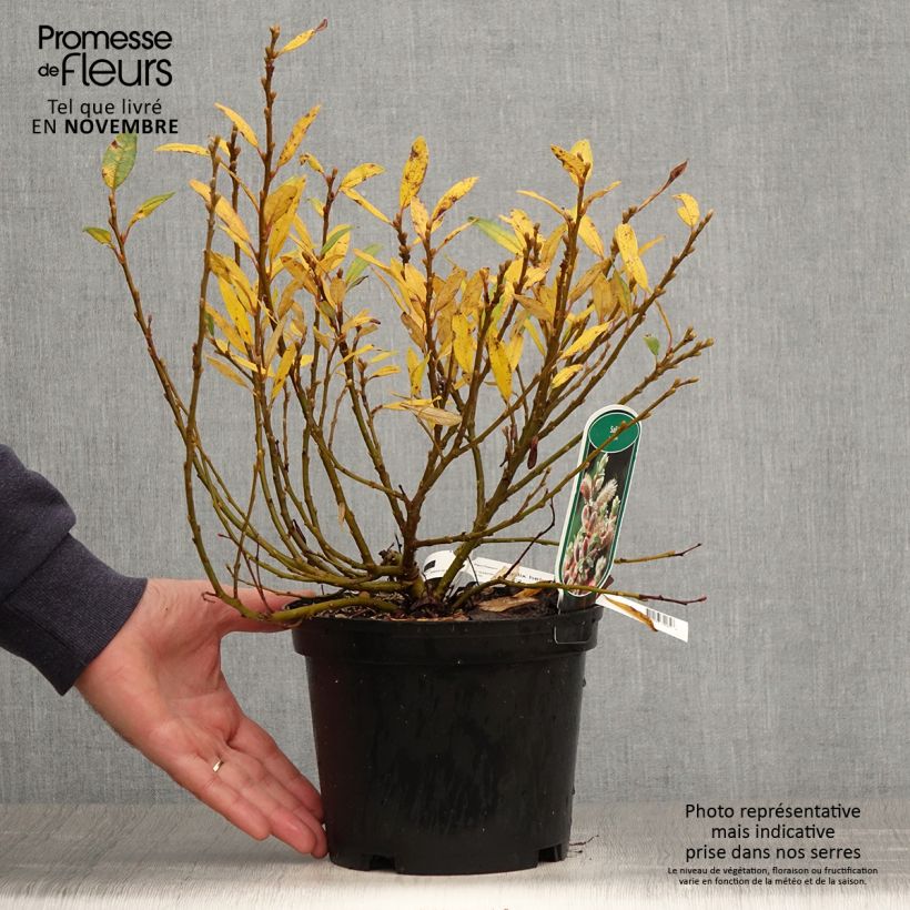 Amostra de Salix helvetica - Salgueiro Vaso de 2 L/3 L tal como entregue no outono