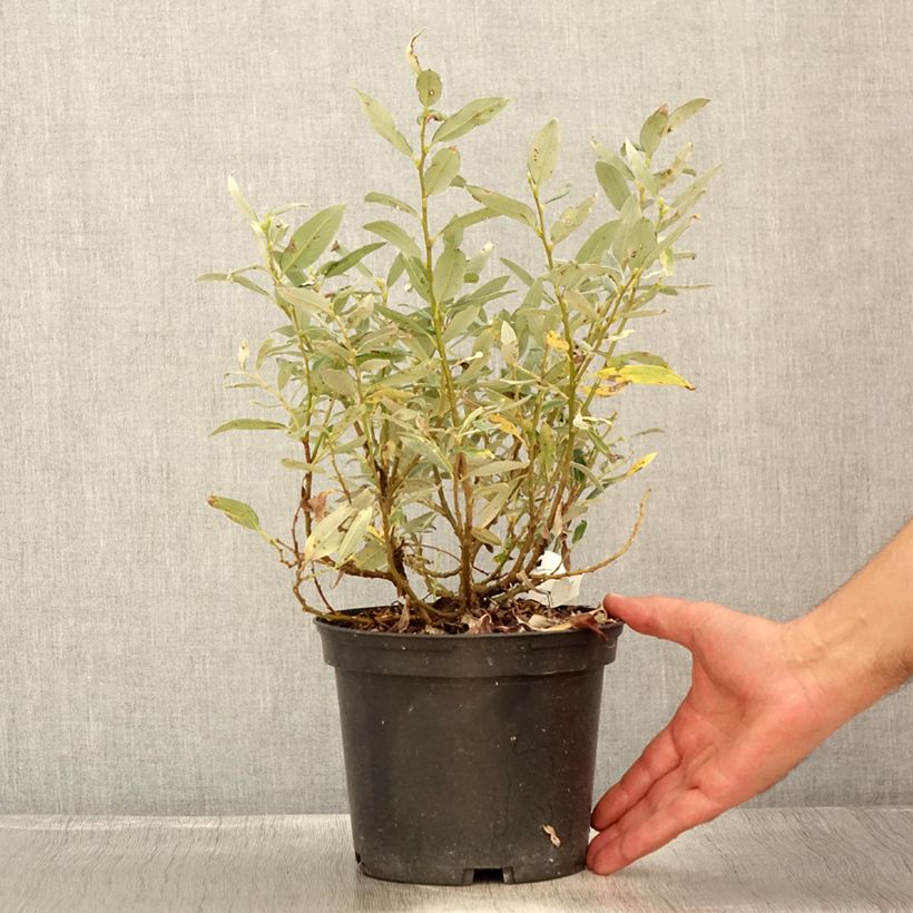 Amostra de Salix helvetica - Salgueiro Vaso de 2 L/3 L tal como entregue no verão