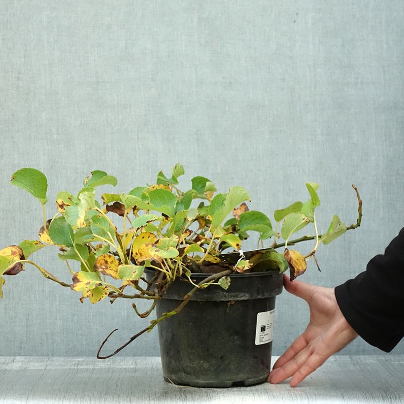 Amostra de Salix kurilensis - Salgueiro Vaso de 4 L/5 L tal como entregue no outono