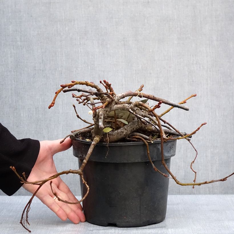 Amostra de Saule rampant des îles Kouriles -Salix kurilensis Vaso de 4 L/5 L tal como entregue no inverno