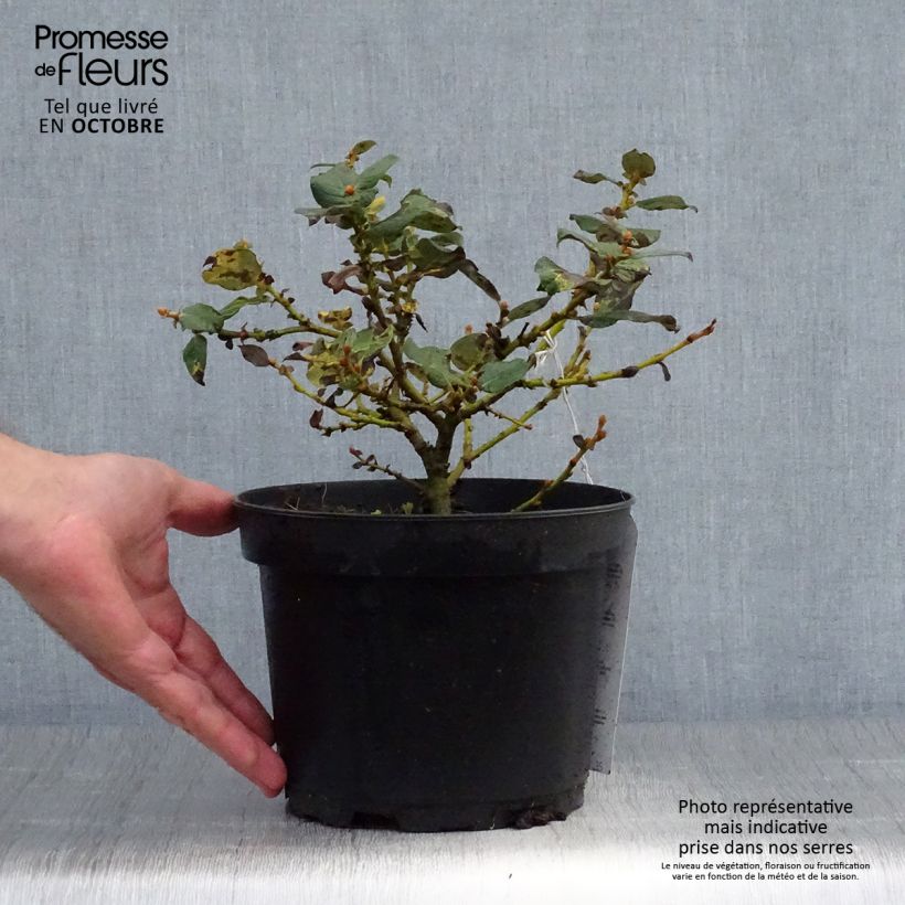 Amostra de Salix lanata - Salgueiro Vaso de 2 L/3 L tal como entregue no outono