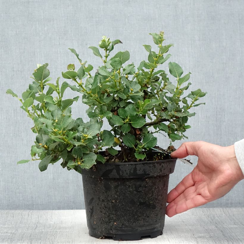 Amostra de Salix lanata - Salgueiro Vaso de 2 L/3 L tal como entregue no verão