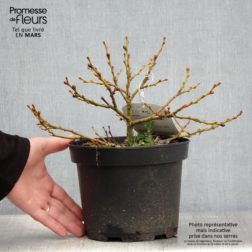 Amostra de Salix lanata - Salgueiro Vaso de 2 L/3 L tal como entregue na primavera