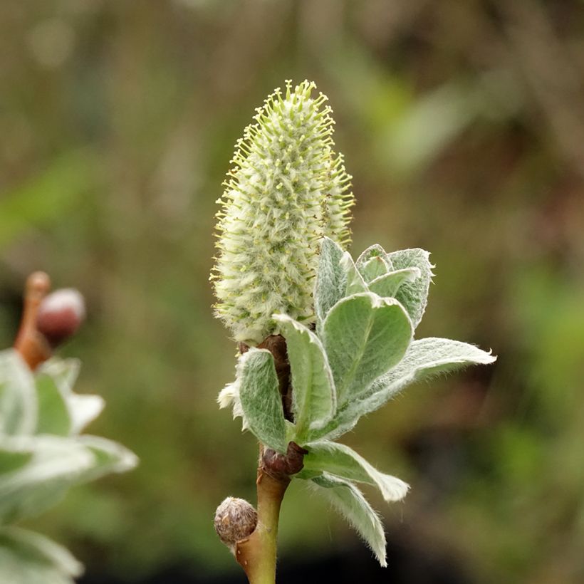 Salix lanata - Salgueiro (Floração)