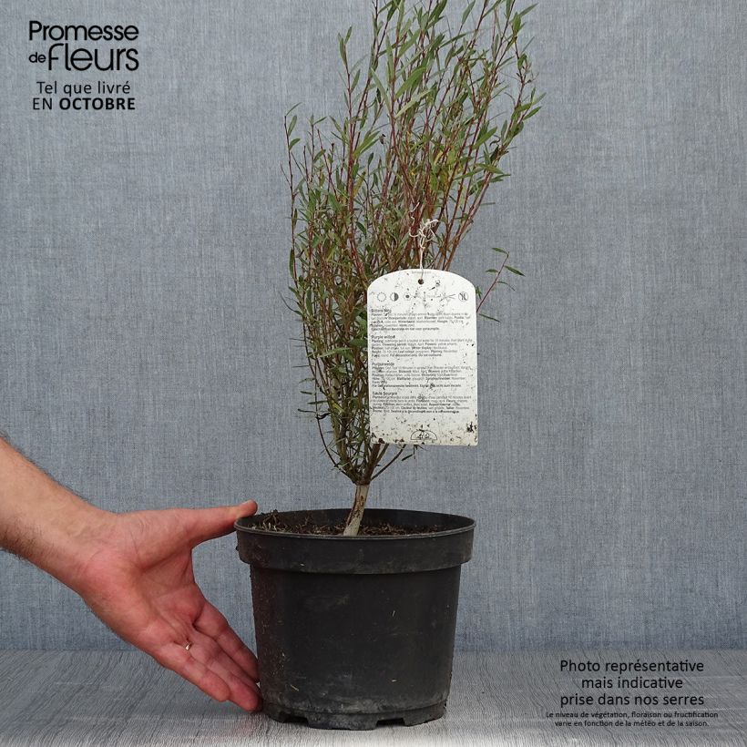 Amostra de Salgueiro-roxo Nana - Salix purpurea Vaso de 2 L/3 L tal como entregue no outono