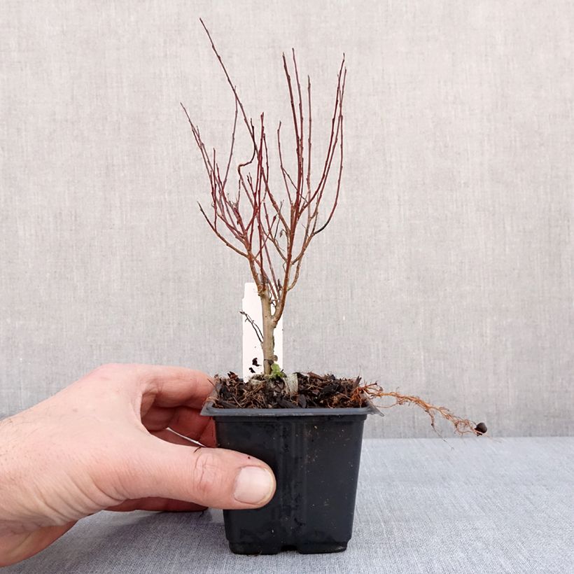 Amostra de Salgueiro-roxo Nana - Salix purpurea Vaso de 8/9 cm tal como entregue no inverno
